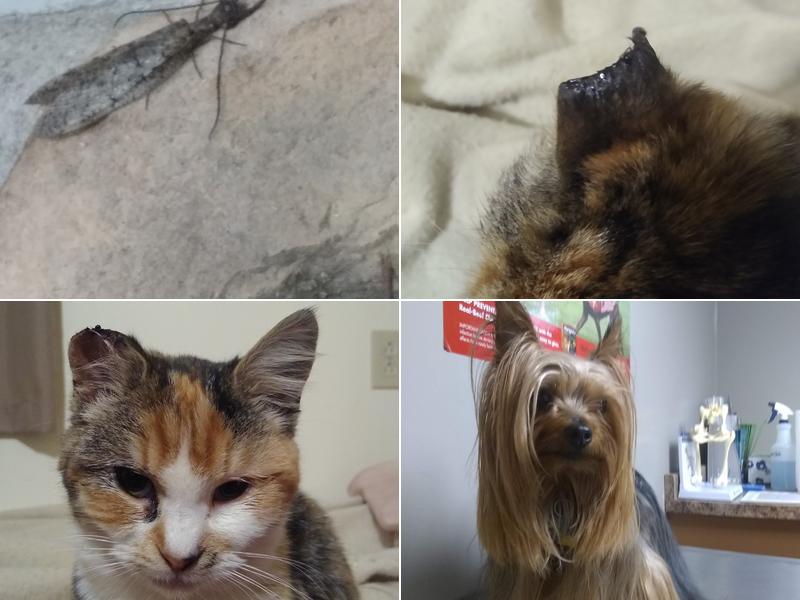 Rolling Hills Veterinary Clinic