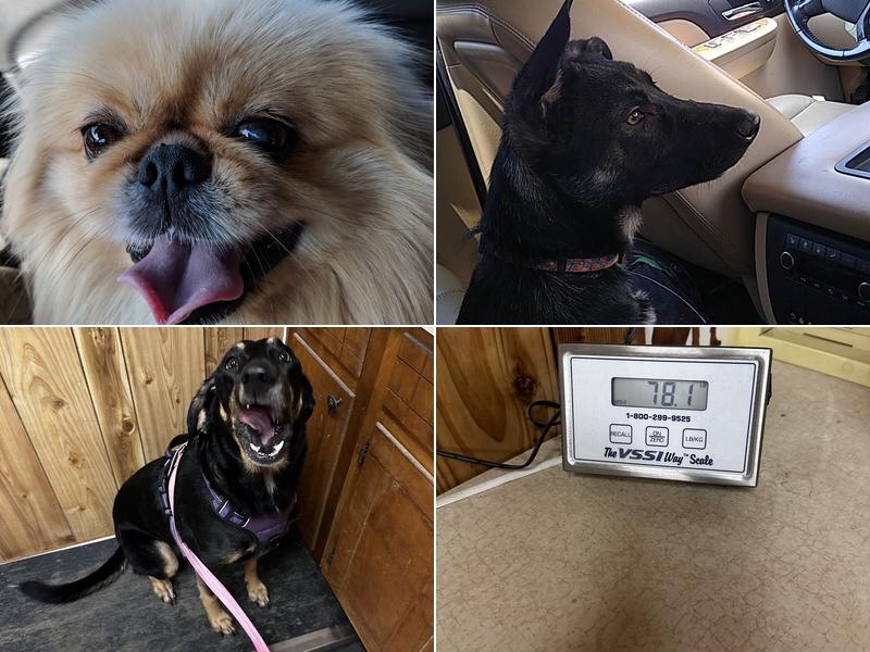 White Hall Veterinary Clinic