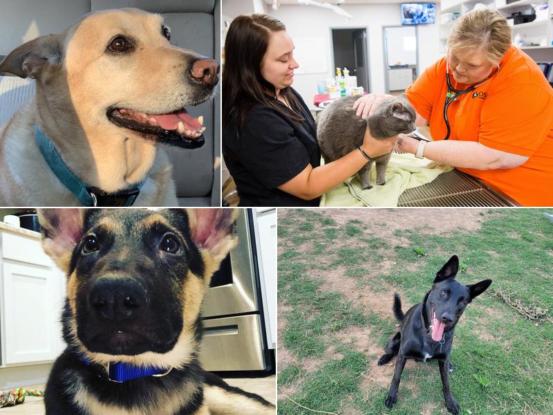 Osage Veterinary Clinic