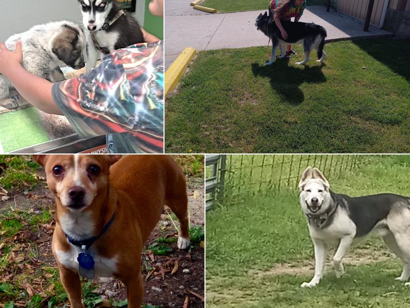 Pea Ridge Veterinary Clinic