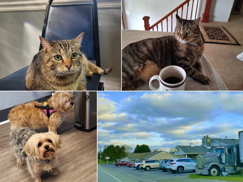 Scottdale Veterinary Clinic