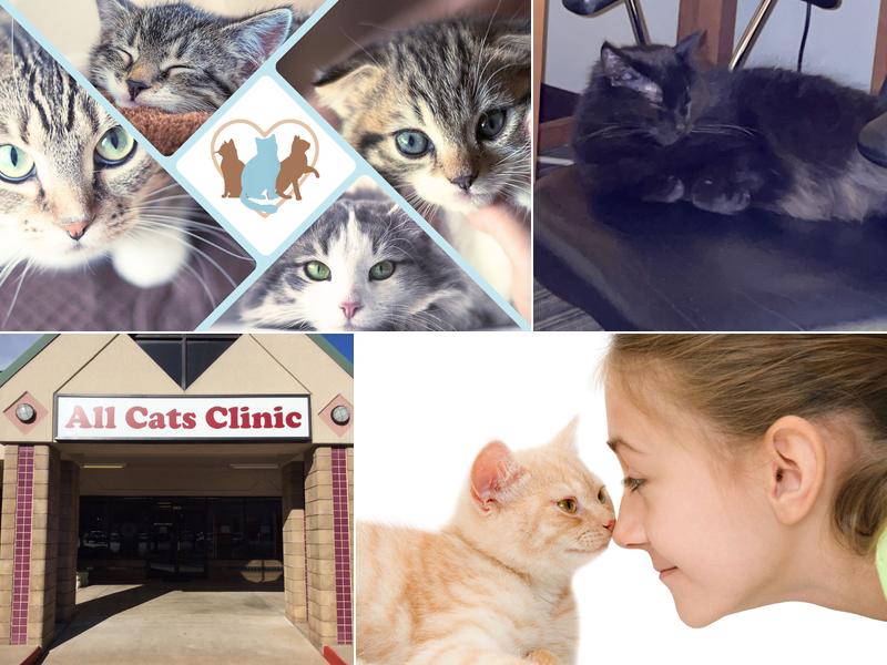 All Cats Clinic