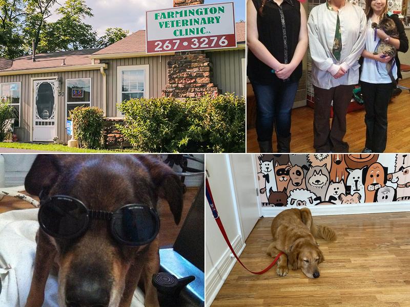 Farmington Veterinary Clinic, A Thrive Pet Healthcare Partner