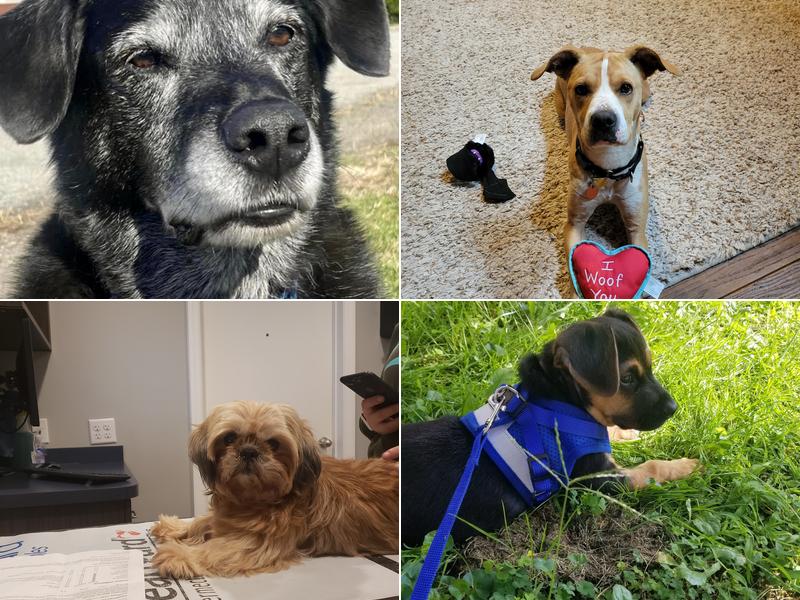 West Newton Animal Clinic