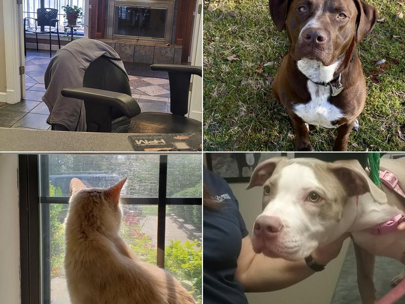 St Francis Veterinary Clinic