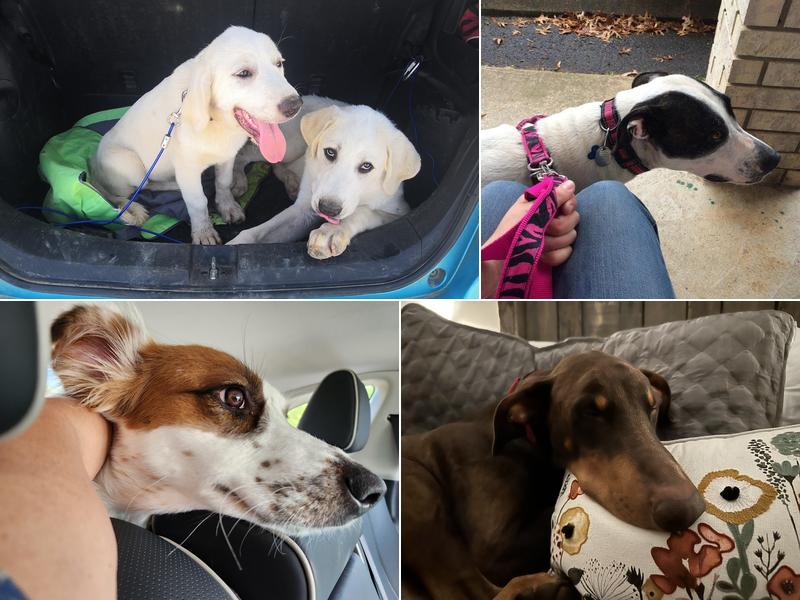 Companions Spay & Neuter Clinic