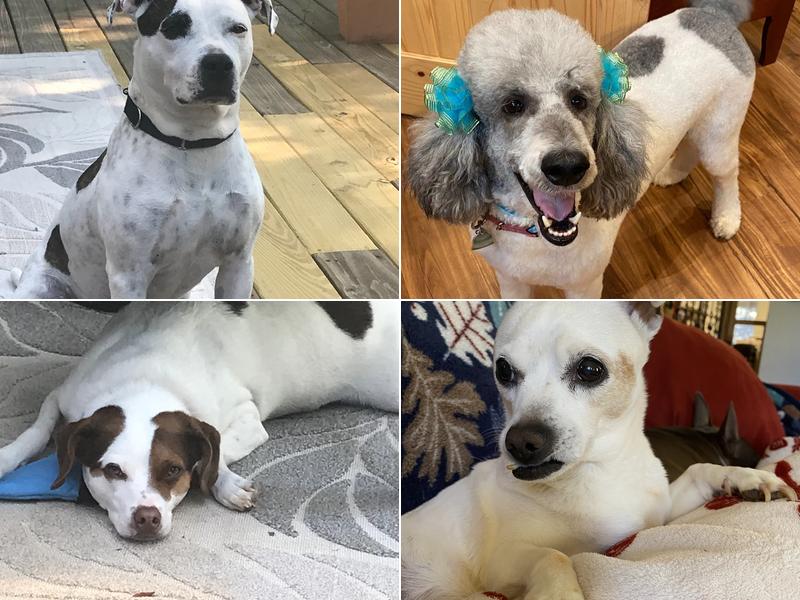 Ocoee Animal Hospital