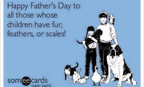 Overton April D DVM Maumelle