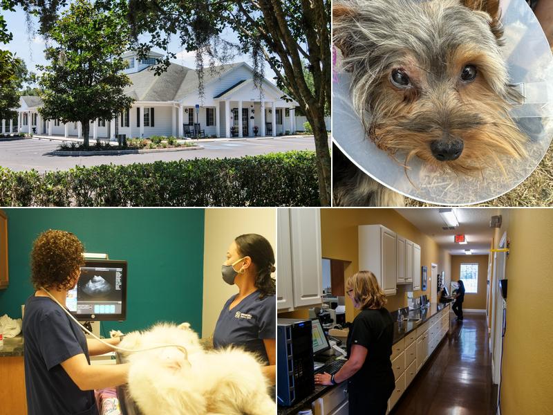 Spring Hill Animal Clinic