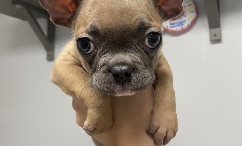 Dr John's Pet Care Clinic