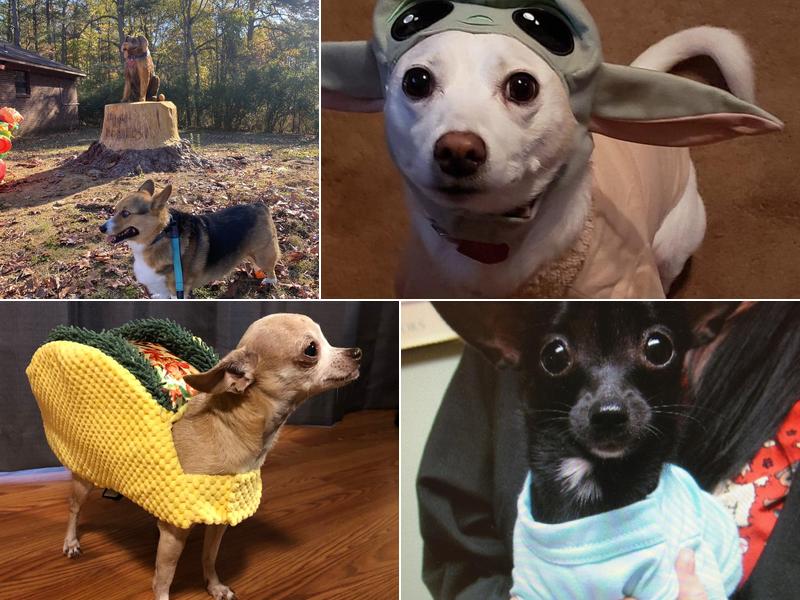 Landmark Animal Hospital