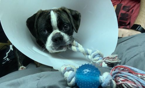 Jefferson Animal Hospitals