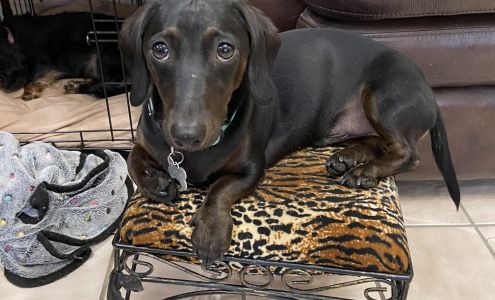 Springdale Animal Hospital