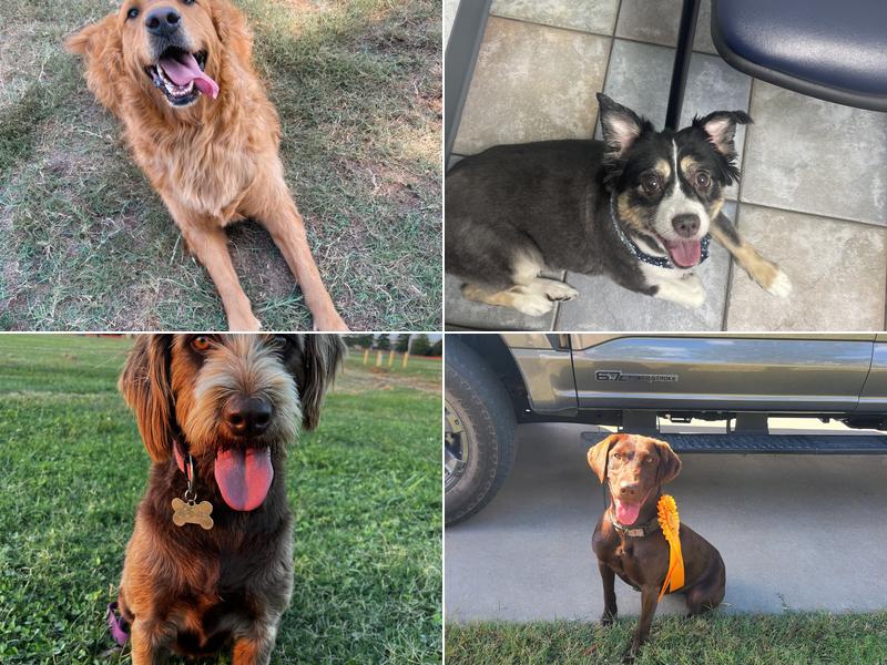 Lunsford Veterinary Services: Lunsford Michael DVM