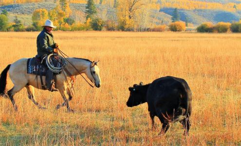 Countryside Veterinary Clinic