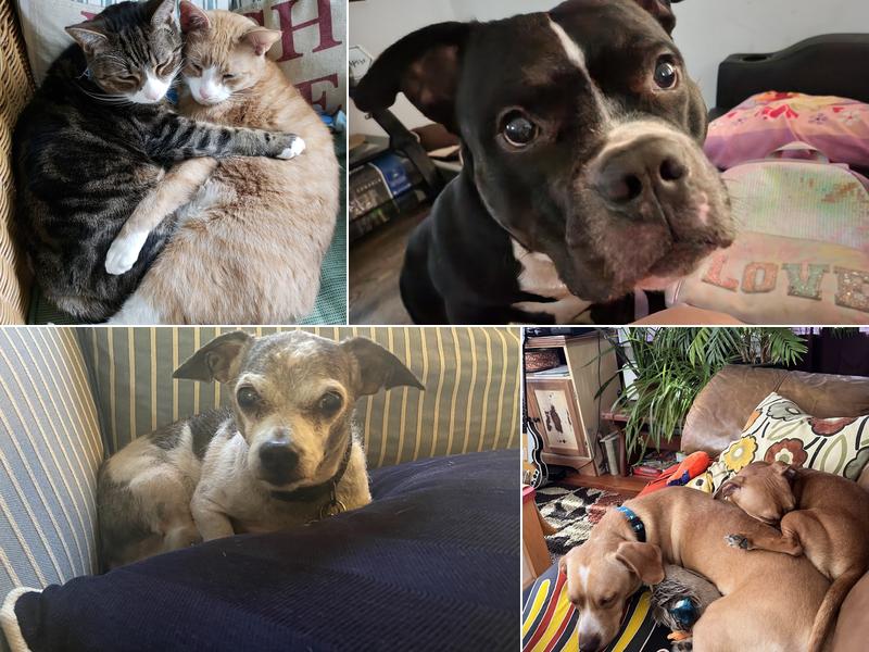 Cape May Veterinary Hospital