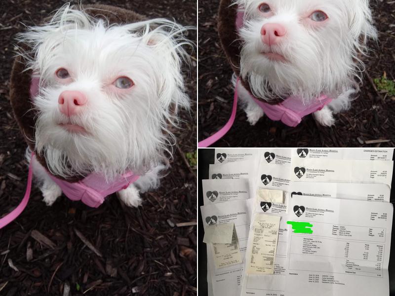 Dr. Audrey Adkins, VMD