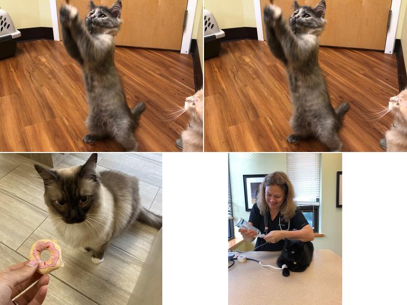 AristoKatz - Veterinary Care for Cats