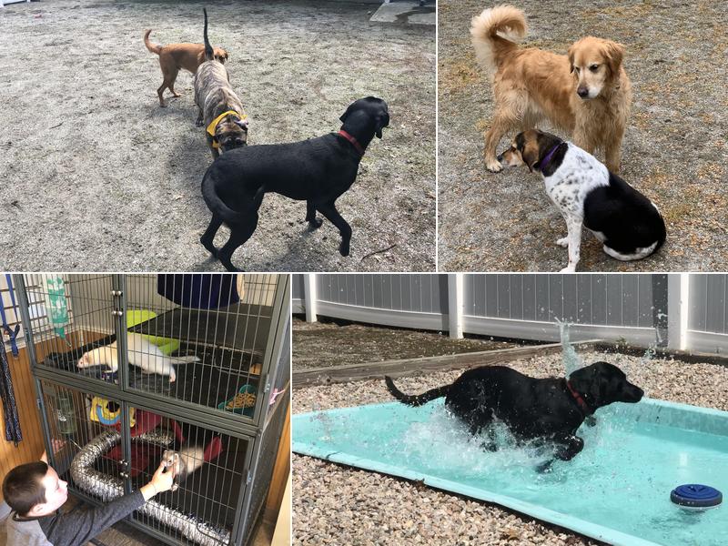 Snowflake Pet Center