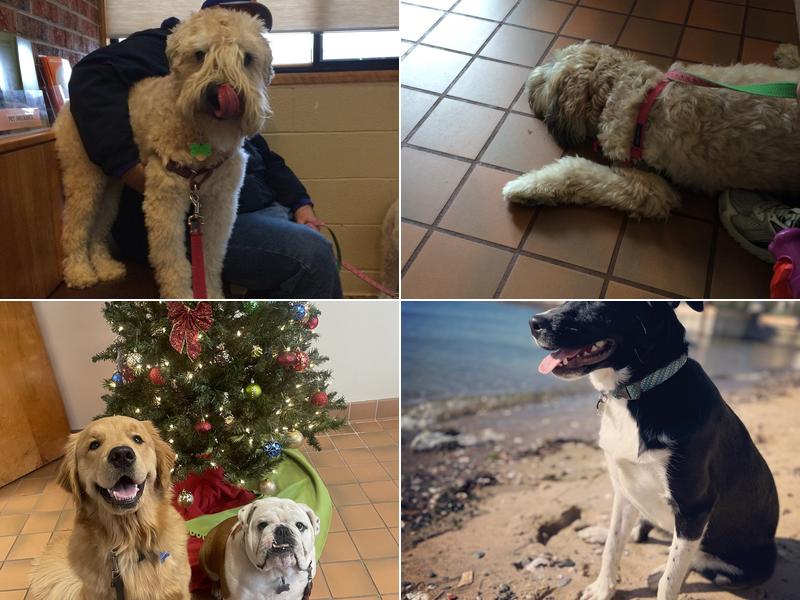 Norwalk Veterinary Hospital and The Boarding House