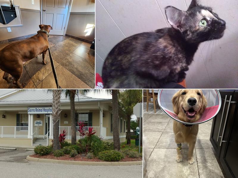 Sierra Animal Hospital