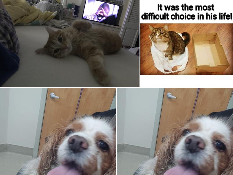 Dr. Stefanie Kreiger