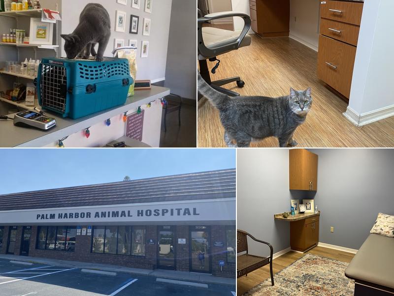 Palm Harbor Animal Hospital