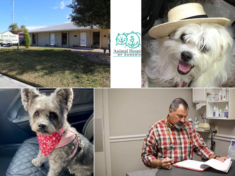 Animal Hospital of Dunedin