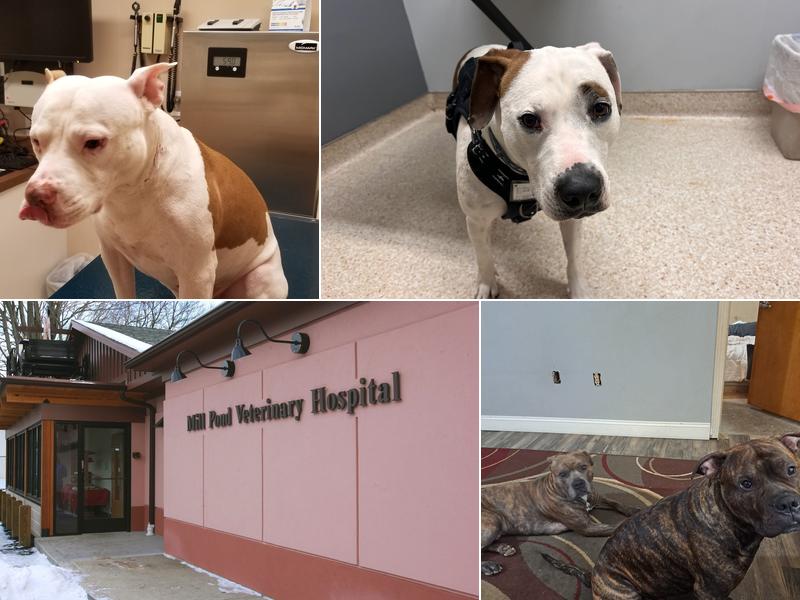 Mill Pond Veterinary Hospital