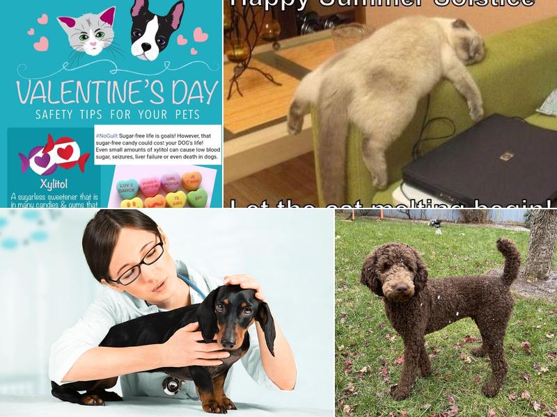 Mount Carmel Veterinary Hospital