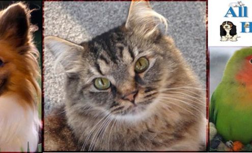 All Pet Care Clearwater