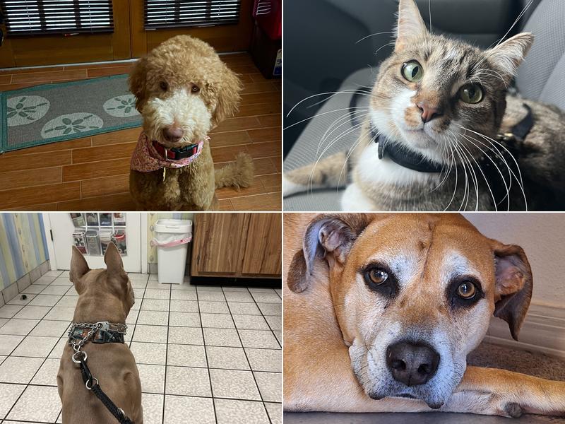 Woodlands Animal Hospital