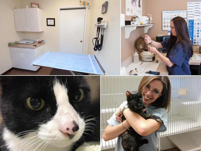 New England Cat Care