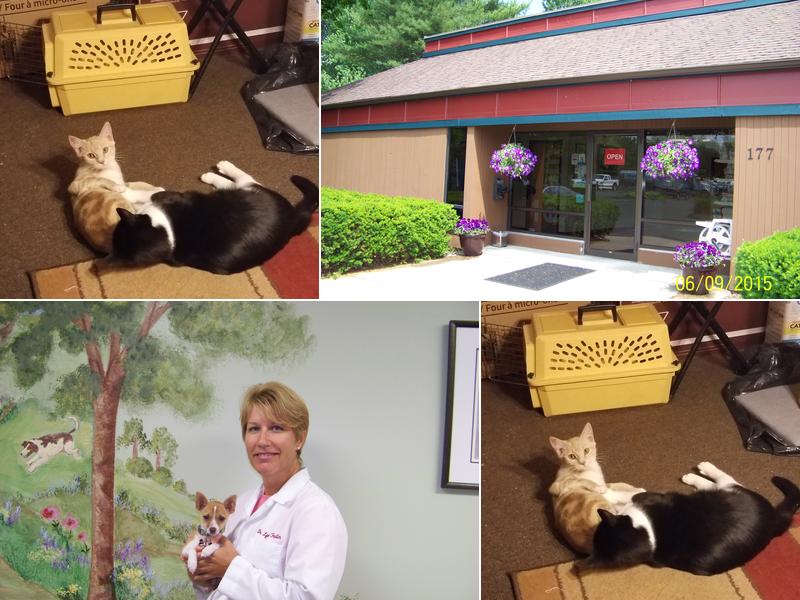 Newington Veterinary Clinic: Lynn M. Fortin