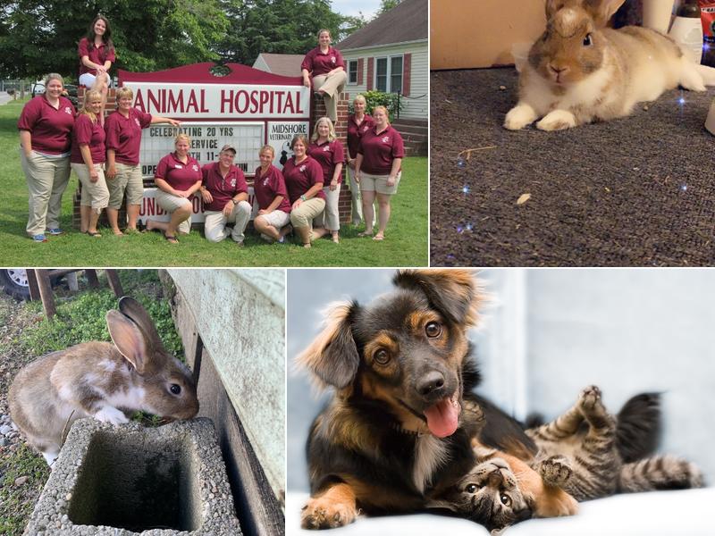 Midshore Veterinary Service