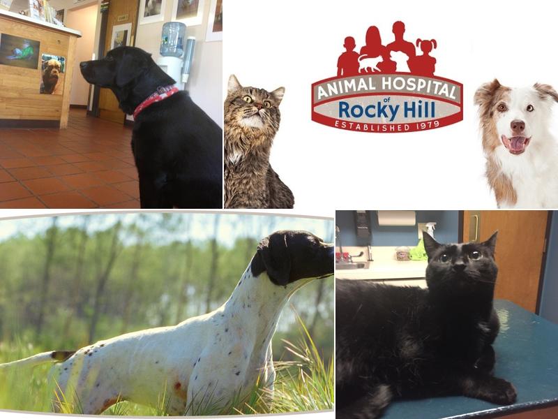 Animal Hospital of Rocky Hill