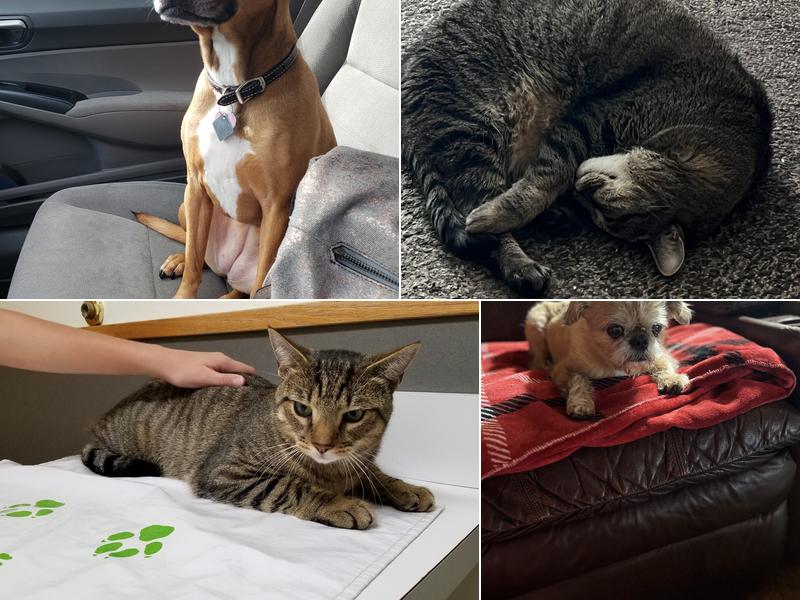 Wolcott Veterinary Clinic PC