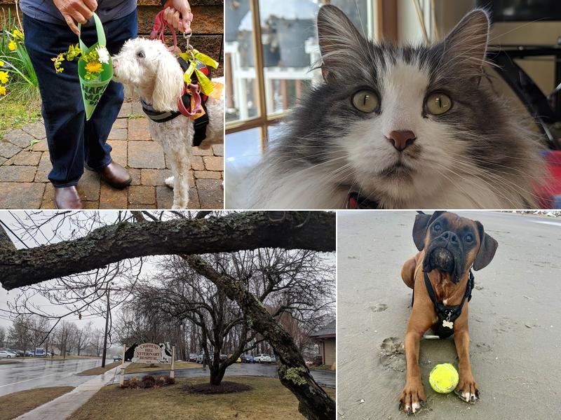 Chippens Hill Veterinary Hospital