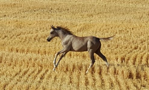 Colton Veterinary Services