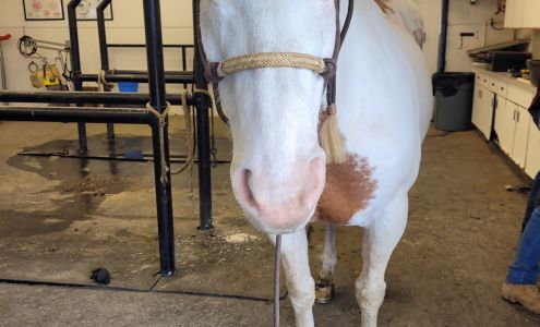 Lewiston Veterinary Clinic Lewiston