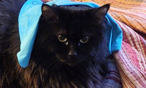 Hoch, John M DVM Lewiston