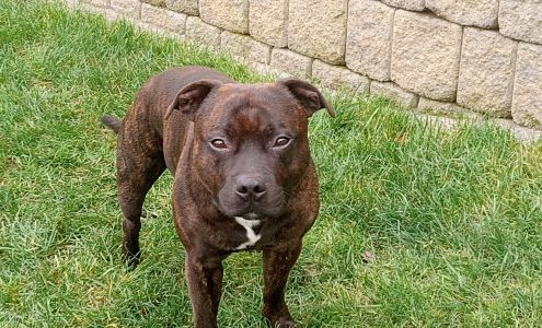 Riverview Animal Clinic Clarkston