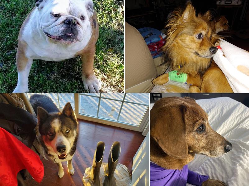 Pets ER Veterinary Office