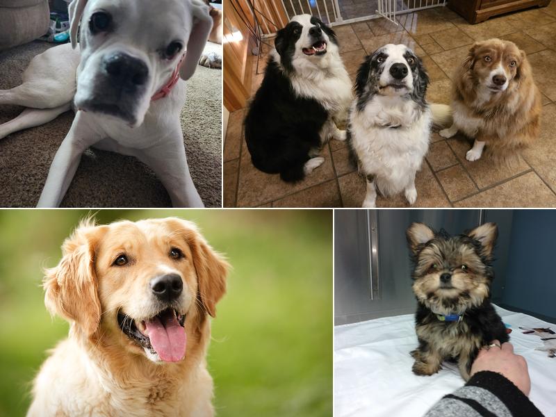 Berwick Veterinary Care Center