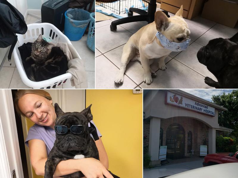 Advanced Veterinary Hospital: Dieter Scott DVM