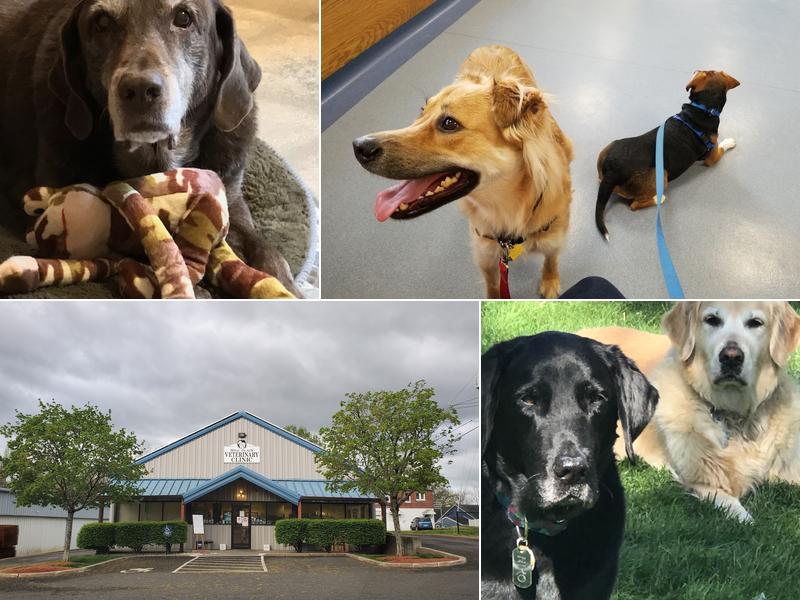 Mill Plain Veterinary Clinic