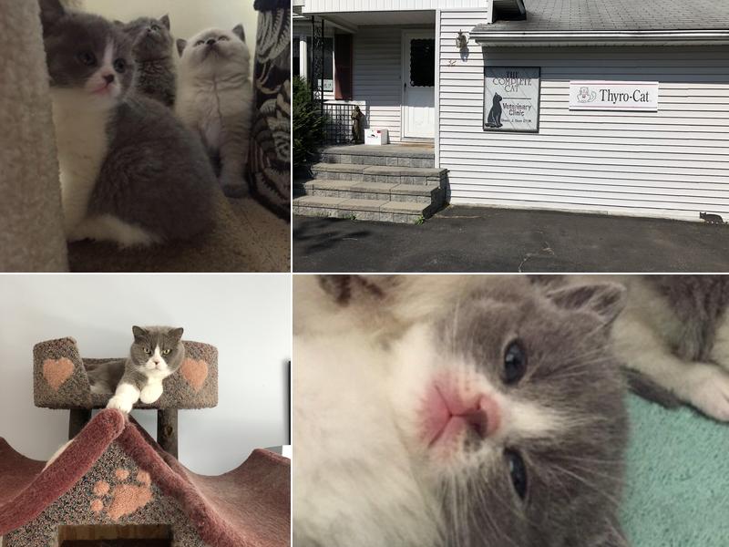 Complete Cat Veterinary Clinic