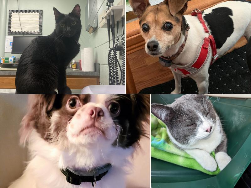 Gateway Animal Hospital