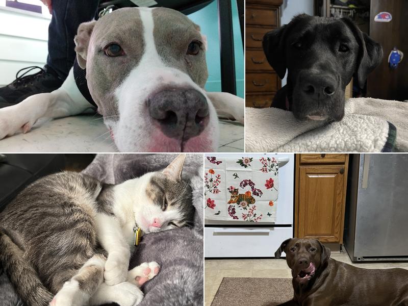 Ragged Mountain Veterinarian