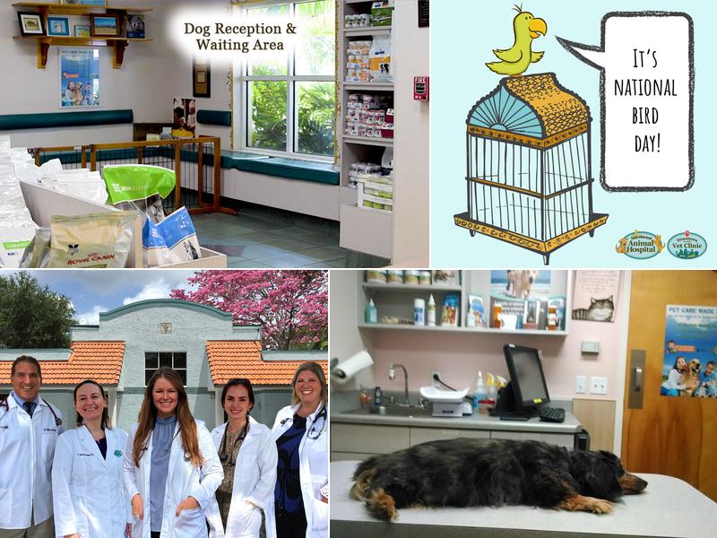 Northeast Animal Hospital